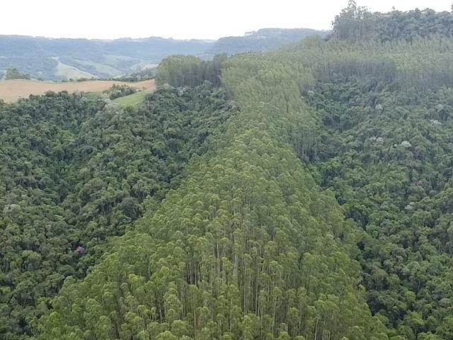 Sítio e chácara venda em Região Geográfica Imediata de Ibirama-Presidente Getúlio, Vitor Meireles