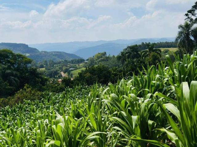 Sítio e chácara venda em Região Geográfica Imediata de Novo Hamburgo - São Leopoldo, Morro Reuter