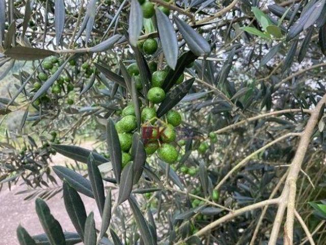 Sítio e chácara venda em Região Imediata de Guaratinguetá, Região Metropolitana do Vale do Paraíba e Litoral Norte