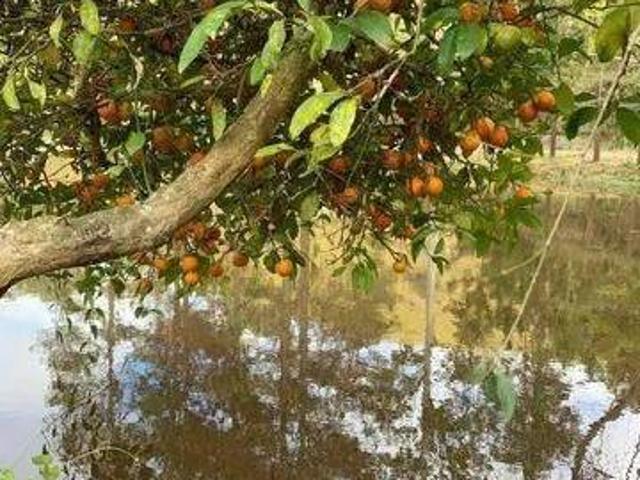 Sítio e chácara venda em Região Imediata de Taubaté-Pindamonhangaba, Região Metropolitana do Vale do Paraíba e Litoral Norte