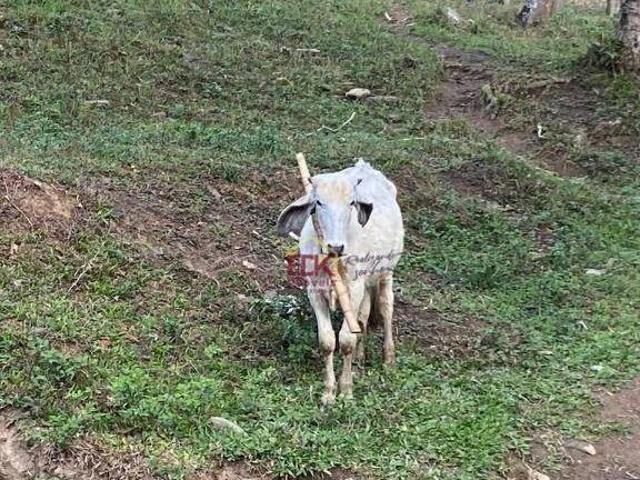 Sítio e chácara venda em Região Imediata de Guaratinguetá, Região Metropolitana do Vale do Paraíba e Litoral Norte