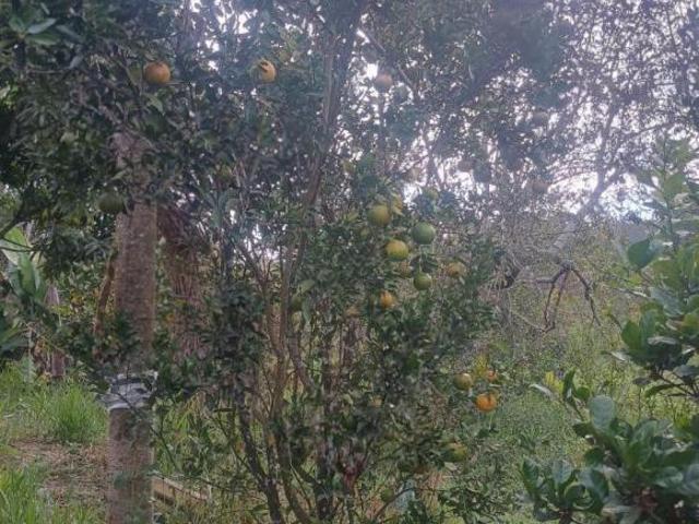 Sítio e chácara venda em Região Geográfica Imediata de Oliveira, Região Metropolitana de Belo Horizonte