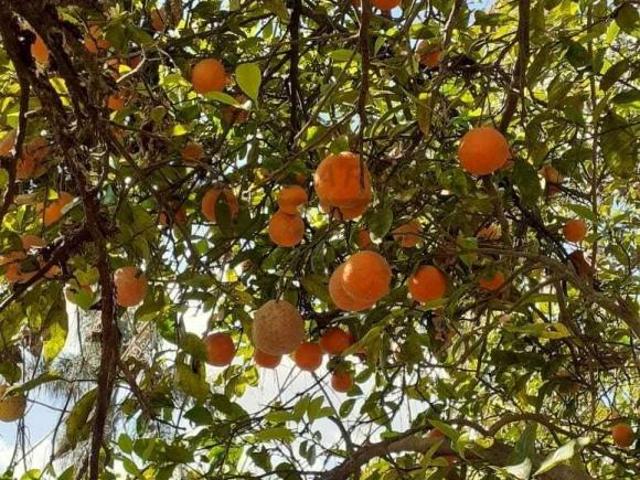 Sítio e chácara venda em Pedra Bela