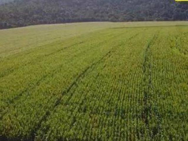 Sítio e chácara venda em Região Geográfica Imediata de Cascavel, Lindoeste
