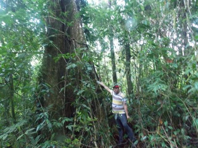Sítio e chácara venda em Juquia, São Paulo