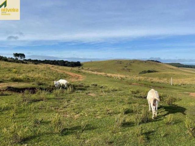 Sítio e chácara venda em São Francisco de Paula, Região Geográfica Intermediária de Caxias do Sul
