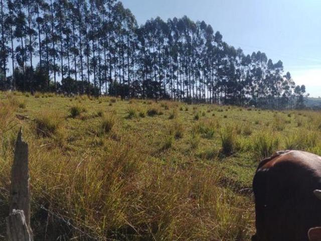 Sítio e chácara venda em Capão Bonito