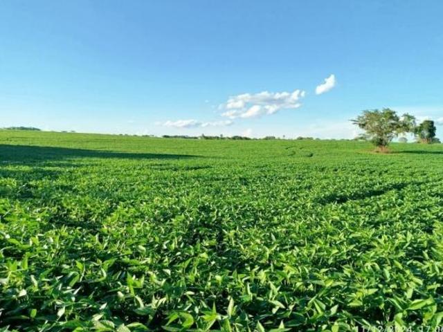 Sítio e chácara venda em Região Geográfica Imediata de Dourados, Douradina