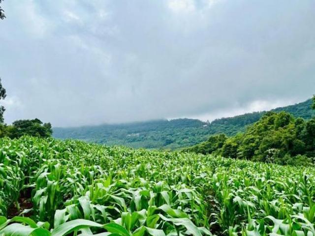 Sítio e chácara venda em Região Geográfica Imediata de Novo Hamburgo - São Leopoldo, Morro Reuter