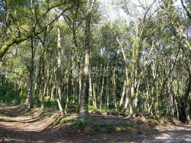 Sítio e chácara venda em Região Geográfica Imediata de Caxias do Sul, Canela
