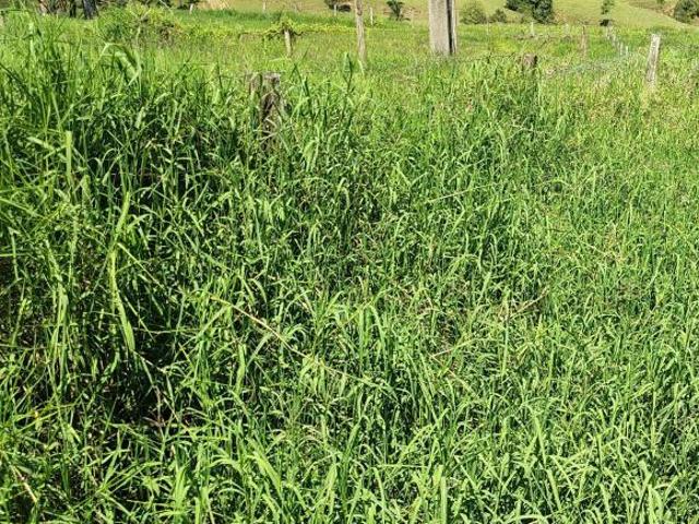 Sítio e chácara venda em Região Geográfica Imediata de São Sebastião do Paraíso, São Sebastião do Paraíso
