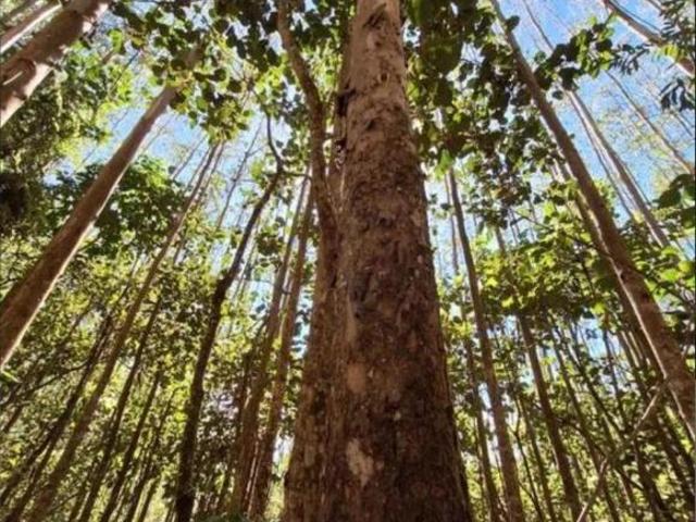 Sítio e chácara venda em Região Geográfica Imediata de Campo Mourão, Roncador