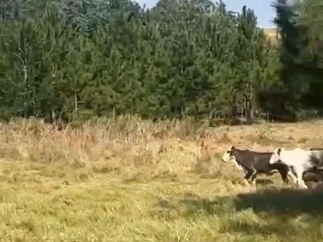 Sítio e chácara venda em Paranapanema