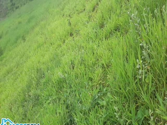 Sítio e chácara venda em Região Geográfica Imediata de Ipatinga, Belo Oriente