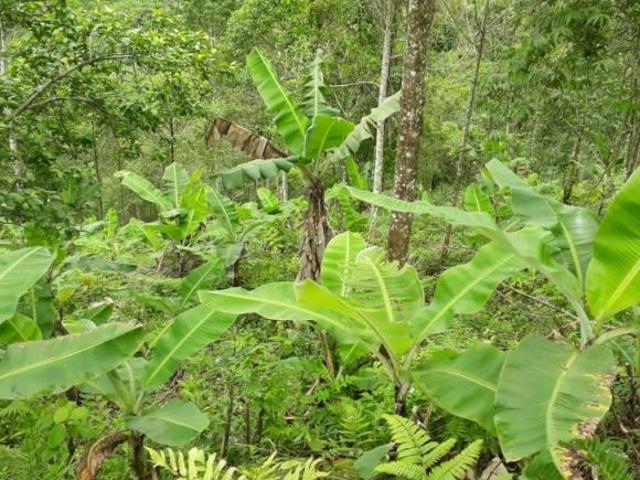 Sítio e chácara venda em Miracatu, São Paulo