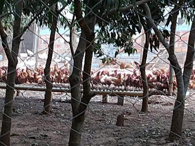 Sítio e chácara venda em Região Geográfica Imediata de Belo Horizonte, Região Metropolitana de Belo Horizonte