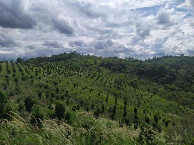 Sítio e chácara venda em Região Geográfica Imediata de Conselheiro Lafaiete, Belo Vale