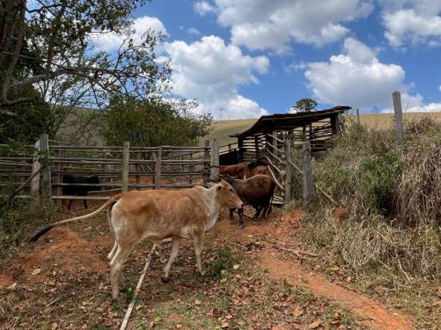 Sítio e chácara venda em Região Imediata de Bragança Paulista, Joanópolis
