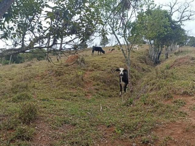 Sítio e chácara venda em Região Imediata de São José dos Campos, Região Metropolitana do Vale do Paraíba e Litoral Norte