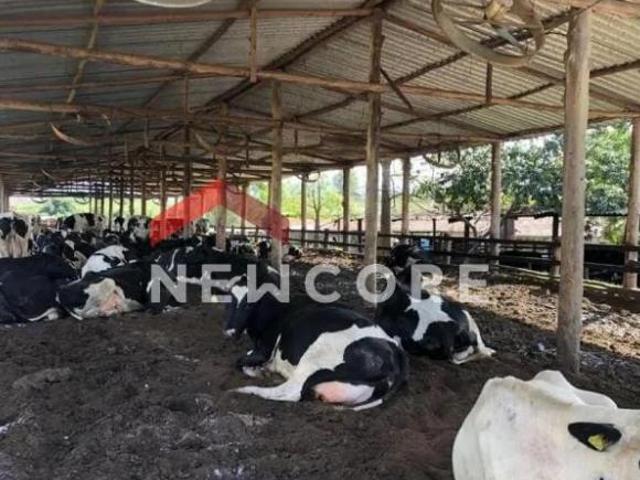 Sítio e chácara venda em Região Imediata de Cruzeiro, Região Metropolitana do Vale do Paraíba e Litoral Norte
