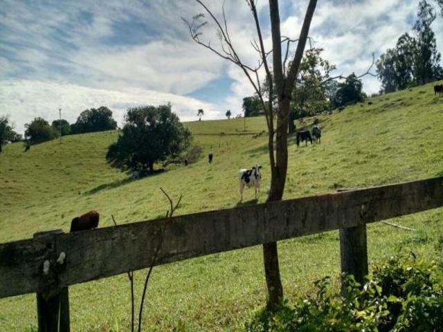Sítio e chácara venda em Loteamento Floresta, Jaguariúna