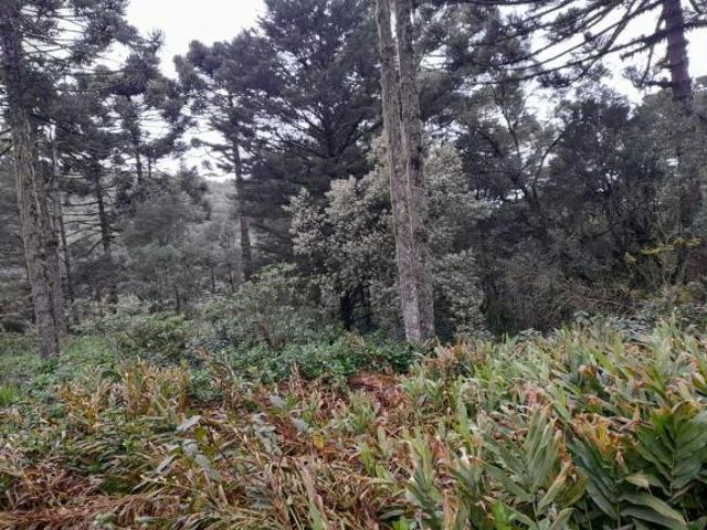Sítio e chácara venda em Região Geográfica Imediata de Caxias do Sul, São Francisco de Paula