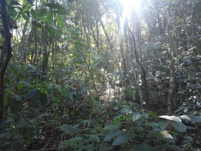 Sítio e chácara venda em Condomínio José Bonifácio, São Francisco de Paula