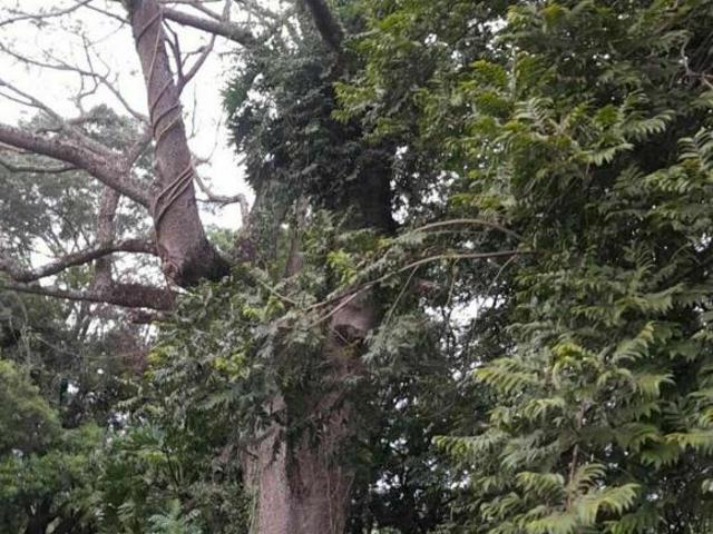 Sítio e chácara venda em Região Imediata de Itapetininga, Angatuba