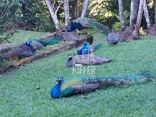 Sítio e chácara venda em Boca do Mato, Cachoeiras de Macacu