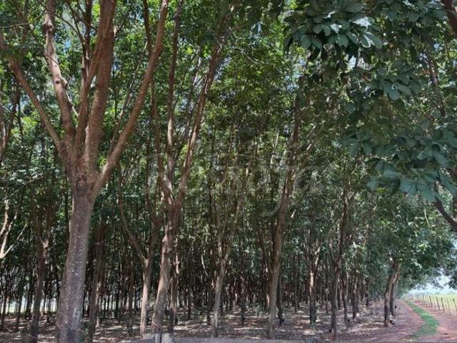 Sítio e chácara venda em Região Imediata de Santa Fé do Sul, Rubineia