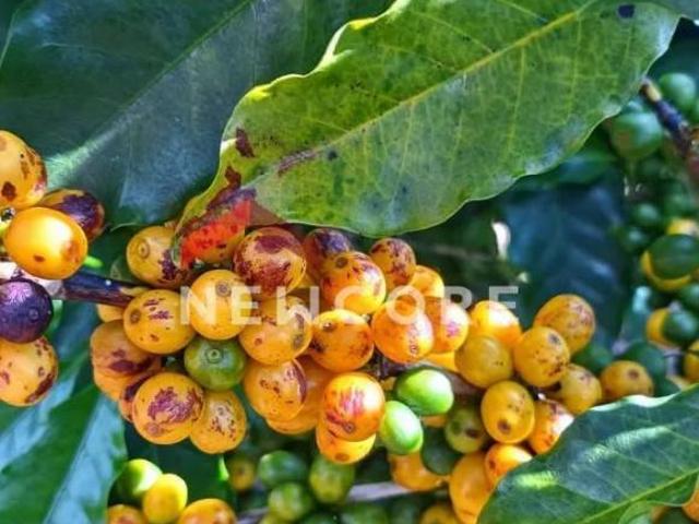 Sítio e chácara venda em Região Geográfica Imediata de Oliveira, São Francisco de Paula