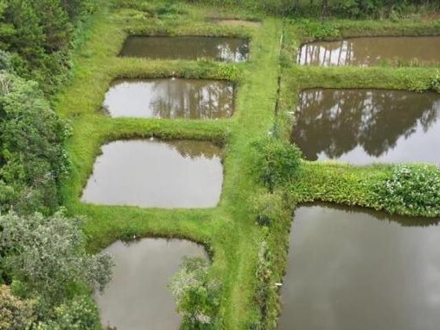 Sítio e chácara venda em São Lourenço da Serra