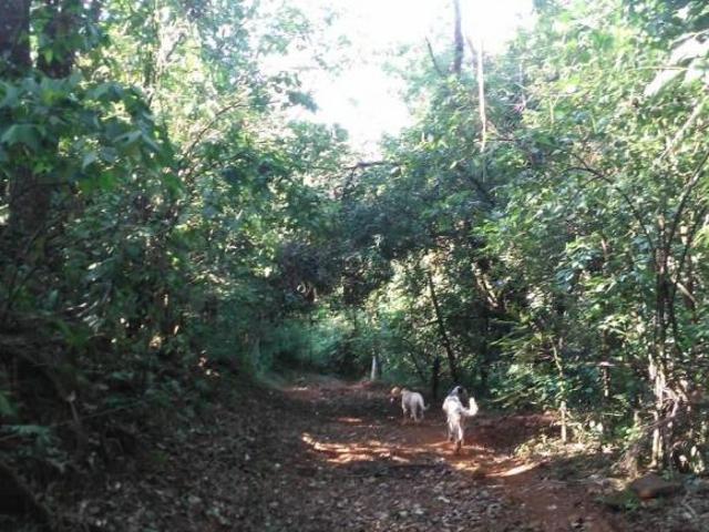 Sítio e chácara venda em Região Geográfica Imediata de Londrina, Sertanópolis