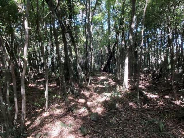 Sítio e chácara venda em Região Geográfica Imediata de Taquara - Parobé - Igrejinha, Região Metropolitana de Porto Alegre