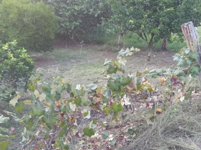 Sítio e chácara venda em Região Geográfica Imediata de Porto Alegre, Região Metropolitana de Porto Alegre