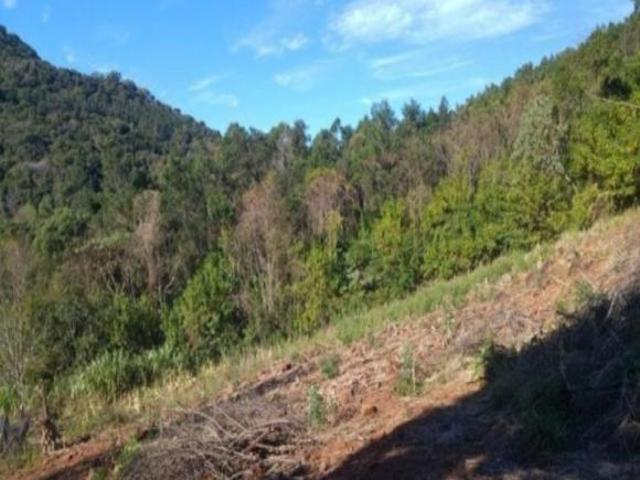 Sítio e chácara venda em Região Geográfica Imediata de Caxias do Sul, Nova Petrópolis