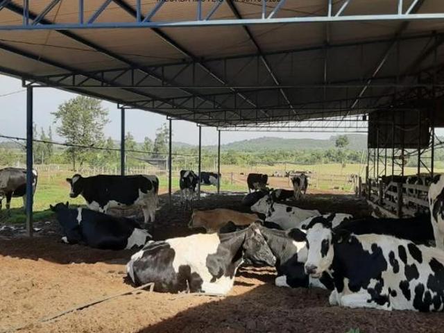 Sítio e chácara venda em Região Geográfica Imediata de Santo Antônio da Platina, Guapirama