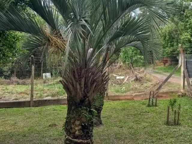 Sítio e chácara venda em Região Geográfica Imediata de Porto Alegre, Região Metropolitana de Porto Alegre