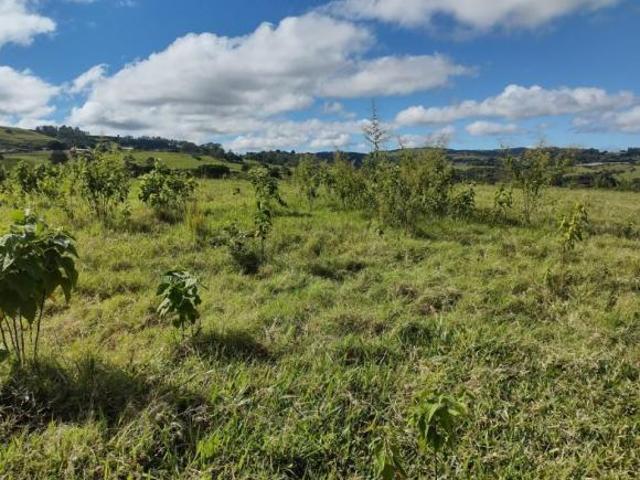 Sítio e chácara venda em Região Geográfica Imediata de Santo Antônio da Platina, Jacarezinho