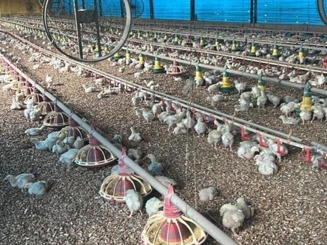 Sítio e chácara venda em Araraquara