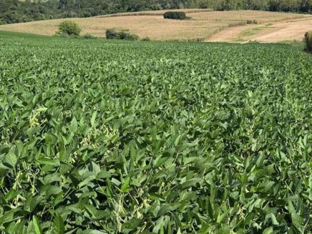 Sítio e chácara venda em Região Geográfica Imediata de Santo Antônio da Platina, Joaquim Távora
