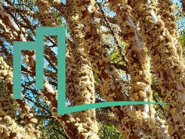 Sítio e chácara venda em Monte Santo de Minas, Região Geográfica Intermediária de Varginha