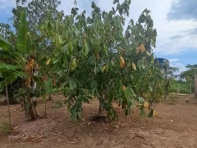 Fazenda venda em Região Geográfica Imediata de Manaus, Caapiranga