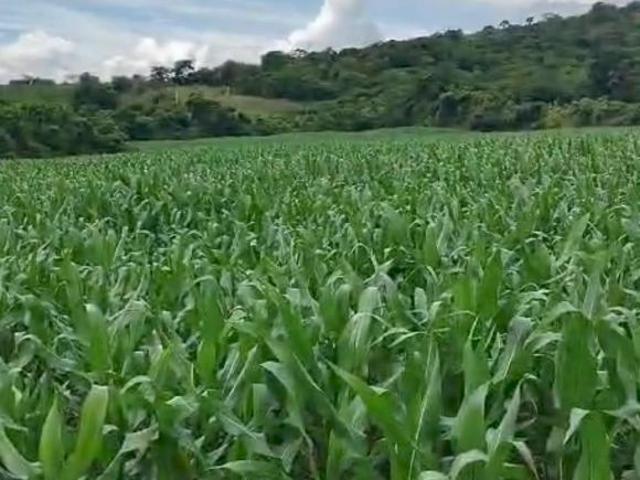 Sítio e chácara venda em Monte Santo de Minas, Região Geográfica Intermediária de Varginha