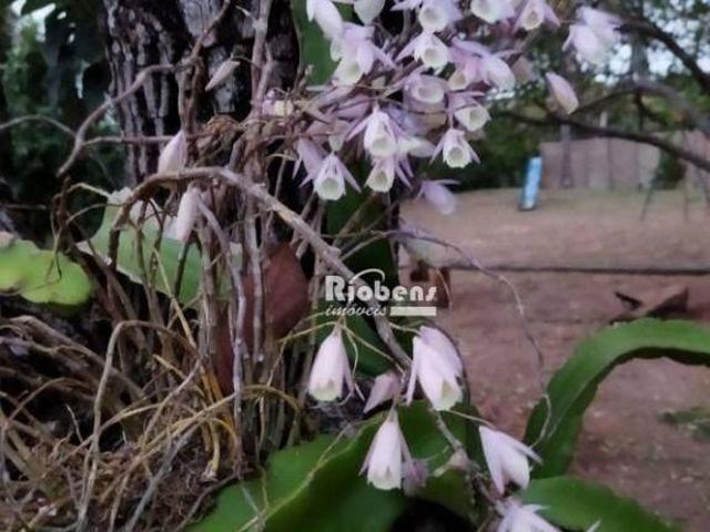 Sítio e chácara venda em Região Imediata de São José do Rio Preto, Região Metropolitana de São José do Rio Preto