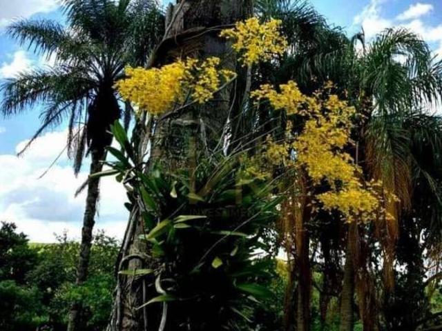 Sítio e chácara venda em Região Imediata de Campinas, Região Metropolitana de Campinas