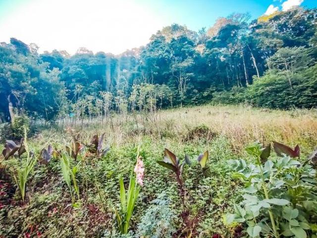 Sítio e chácara venda em Região Geográfica Imediata de Bento Gonçalves, Bento Gonçalves