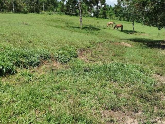 Sítio e chácara venda em Região Imediata de Itapeva, Itapeva