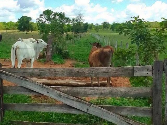 Sítio e chácara venda em Região Geográfica Imediata de Campo Grande, Rochedo