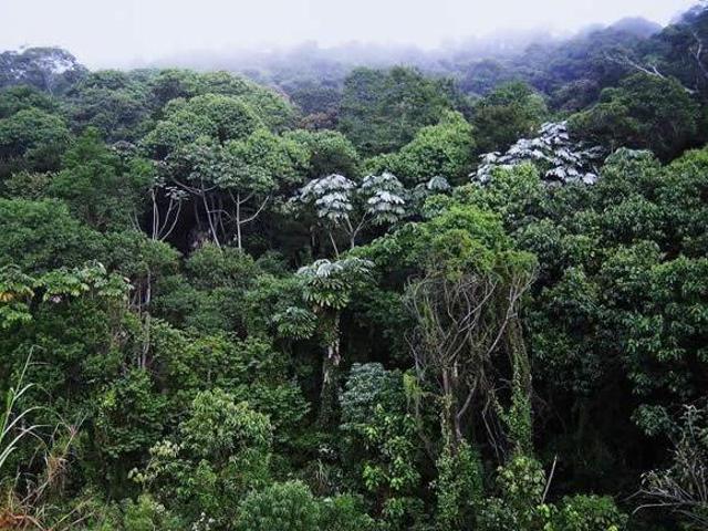 Sítio e chácara venda em Região Imediata de Campinas, Região Metropolitana de Campinas